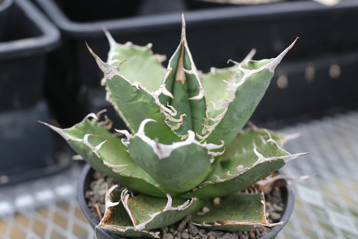 バンド幅最強！ライムグリーン 白棘 オテロイ チタノタ アガベ バンド幅最強！ライムグリーン 白棘 オテロイ チタノタ アガベ アガベ