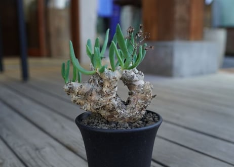 チレコドン　万物想　Tylecodon reticulatus