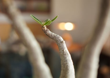パキポディウム　グラキリス　 Pachypodium Gracilius