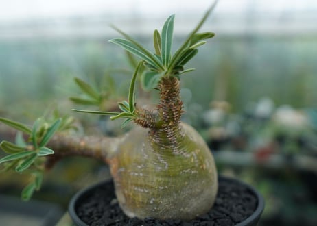 パキポディウム　グラキリス　 Pachypodium Gracilius  No.4