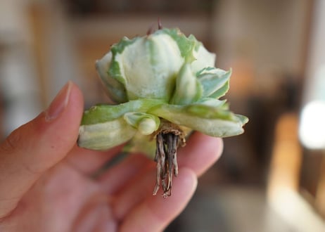 アガベ　王妃雷神錦　白中斑　Agave　“Ohi Raijin Nishiki Shironakahu”