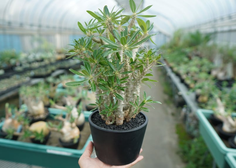 パキポディウム ロスラーツム Pachypodium rosulatum | mana's f