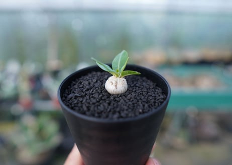 パキポディウム　恵比寿笑い　Pachypodium brevicaule　No.2