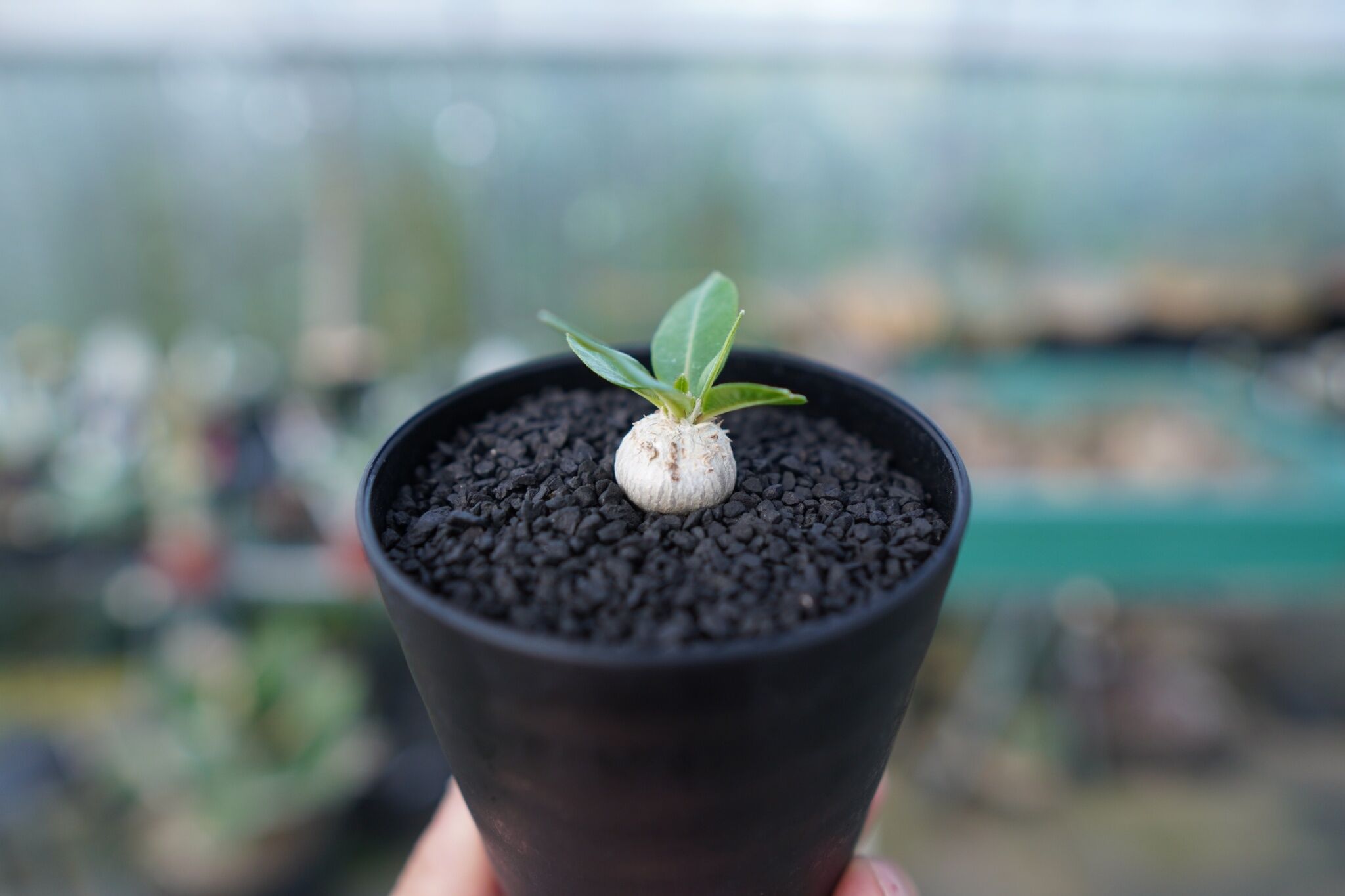 パキポディウム 恵比寿笑い Pachypodium brevicaule No.2 | man