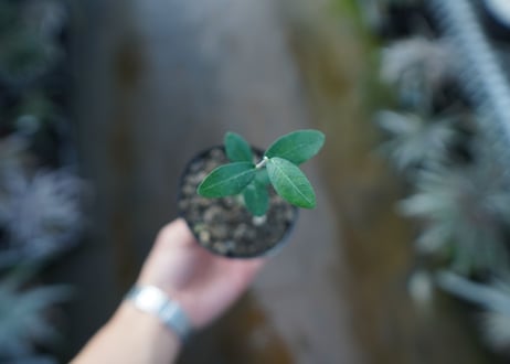 フォッケア　エデュリス　Fockea edulis　No.1