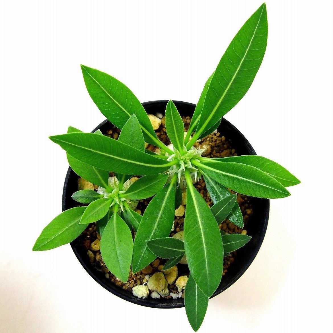 Pachypodium eburneum パキポディウム エブレネウム 実生苗3株セット