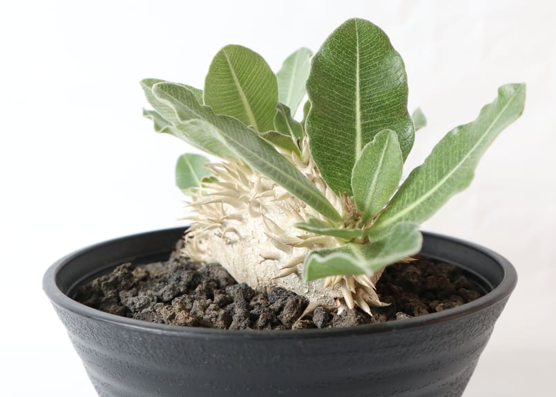 パキポディウム エブレネウム 国内実生株 №1 | mana's farm:塊根植物