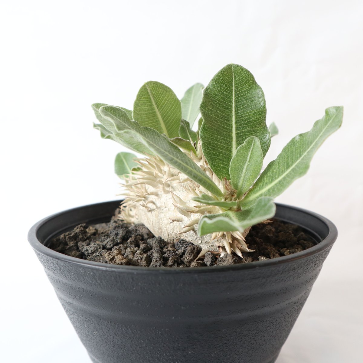 パキポディウム エブレネウム Wヘッド 【公式通販】