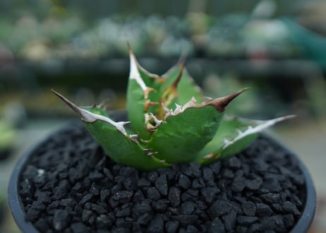 アガベ　チタノタ 　Agave titanota　No.8
