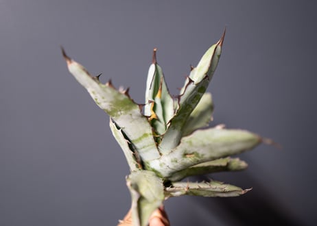Agave titanota Agave B&B No.4