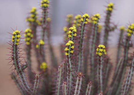 ユーフォルビア　アエルギノーサ　Euphorbia 　aeruginosa