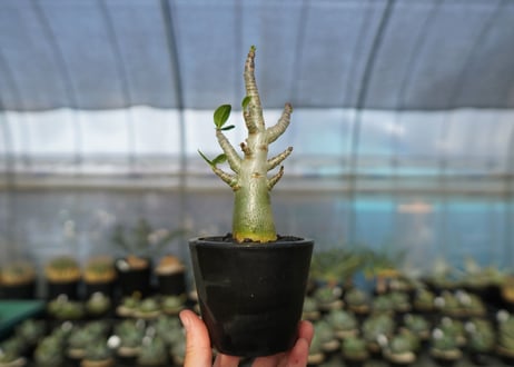 アデニウム　Adenium　No.20