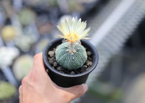 アストロフィツム　兜丸  花芽5/5
