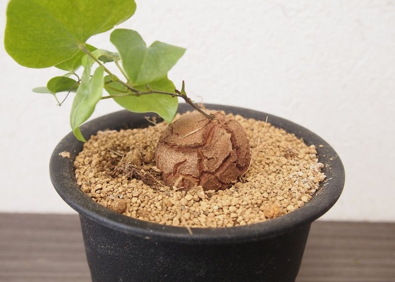 亀甲竜 ディオスコレア エレファンティペス dioscorea elephantipes no