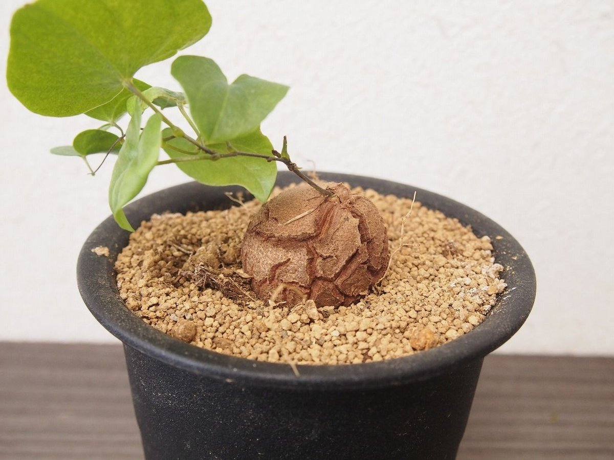 亀甲竜 ディオスコレア エレファンティペス dioscorea elephantipes no