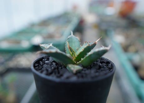 アガベ　チタノタ　FO-76　Agave titanota  FO-76　No.20