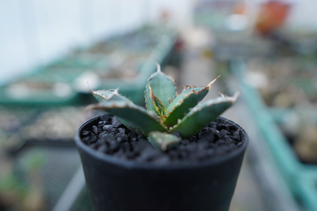 アガベ チタノタ FO-76 Agave titanota FO-76 No.20 | ma