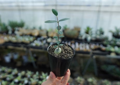 フォッケア　エデュリス　Fockea edulis　No.1