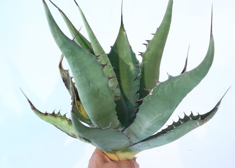 Agave asperrima x gentryi 'Jaws'
