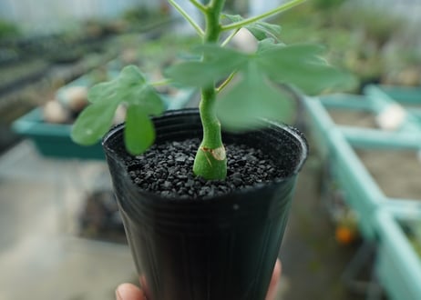 アデニア　グラウカ　Adenia glauca  No.1