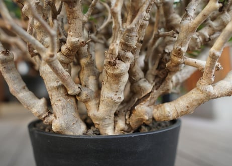 センナ　メリディオナリス　Senna meridionalis　No.3