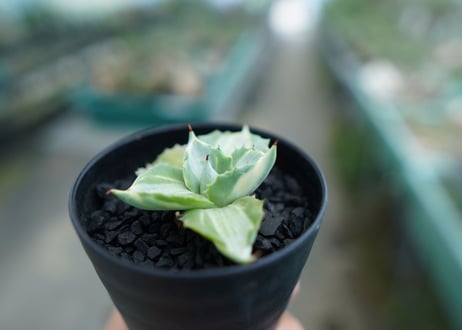 アガベ　王妃雷神錦　Agave　“Ohi Raijin Nishiki ”　No.2