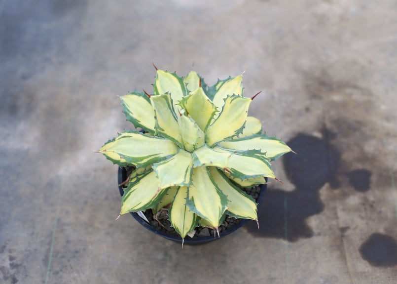 アガベ イシスメンシス錦 楊貴妃 | mana's farm:塊根植物