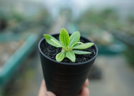 パキポディウム　恵比寿笑い　Pachypodium brevicaule　No.1