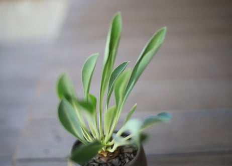 鉄甲丸　Euphorbia bupleurifolia
