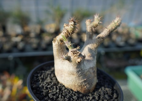 パキポディウム マカイエンセ　Pachypodium makayense　No.3