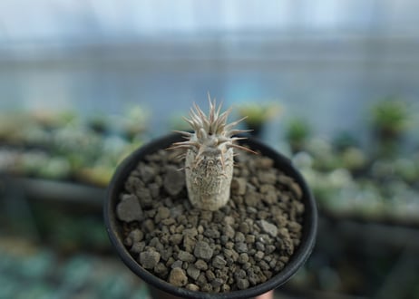 パキポディウム　カクチぺス　Pachypodium cactipes  No.2
