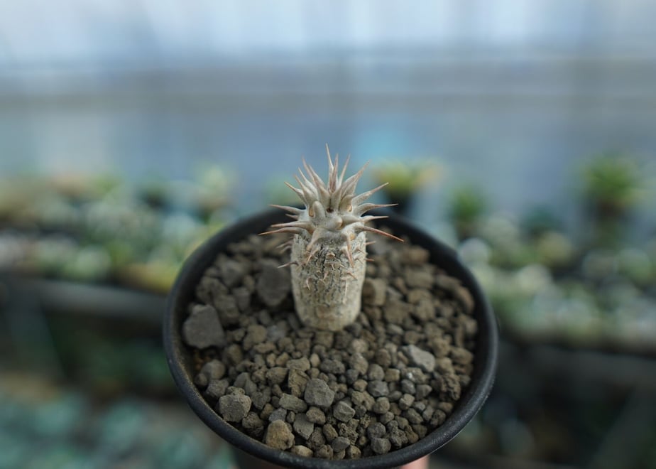 63ec6c66d191230fffd1e961