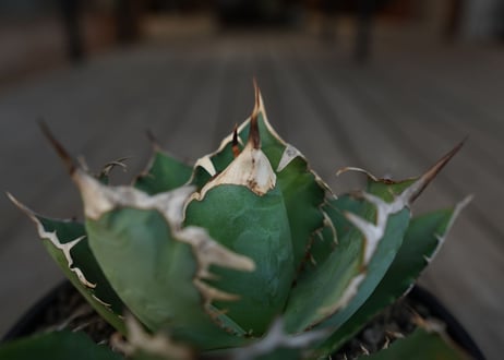 アガベ　チタノタ　Agave titanota