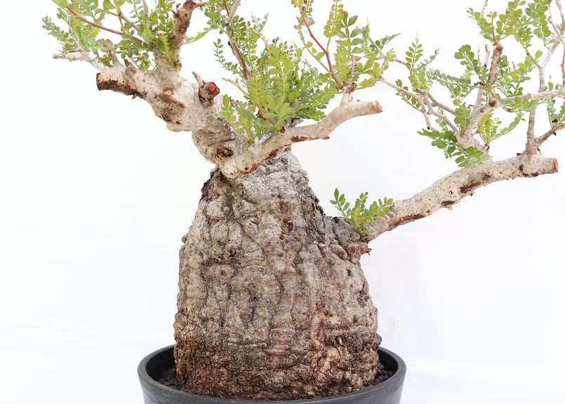 オペルクリカリア　パキプス　白肌　発根済み　塊根植物　（検　グラキリス　アガベ オペルクリカリア パキプス no.4 | mana's farm:塊根植物・アガベ