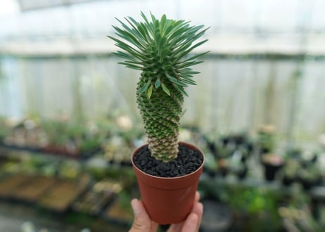 ユーフォルビア　ソテツキリン "パイナップルコーン"　Euphorbia sotetsukirin  No.6