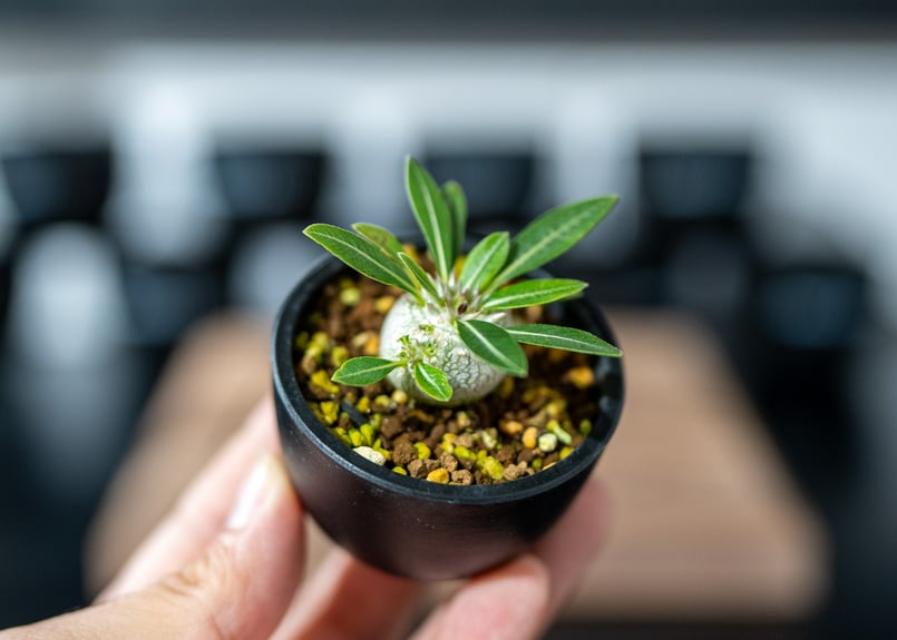 実生7年　パキポディウム　デンシフローラム 園芸ネット本店｜パキポディウム：デンシフローラム（国内実生株） 3.5