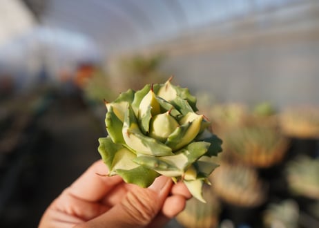 agave 王妃雷神黄中斑 NO.5