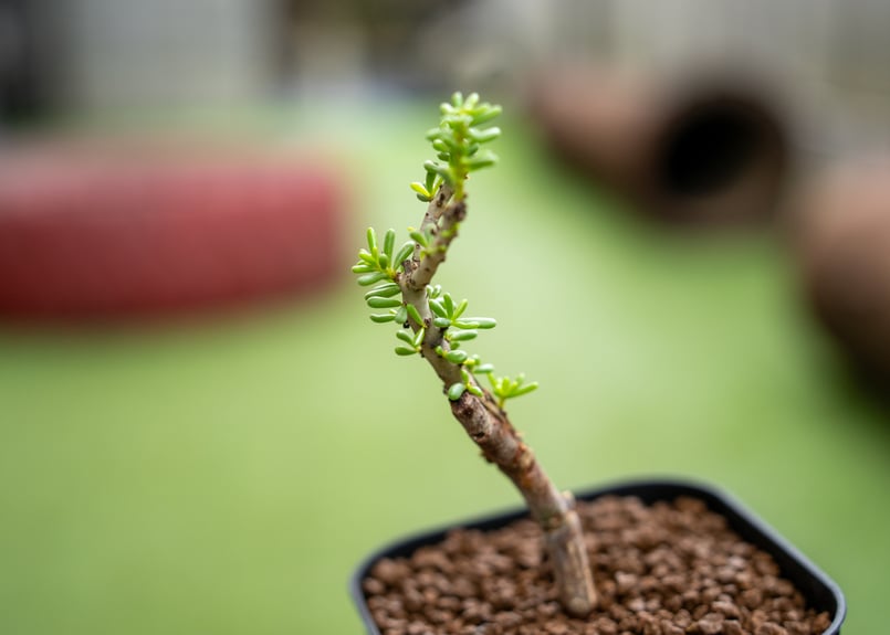 ケラリア ナマクエンシス 接ぎ木 | mana's farm:塊根植物・アガベ