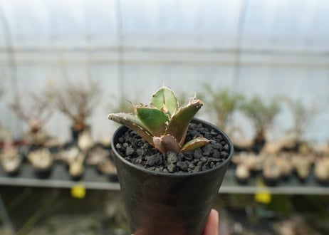 アガベ　チタノタ　鬼爪雪峰  Agave titanota “Onitsume Yukimine”