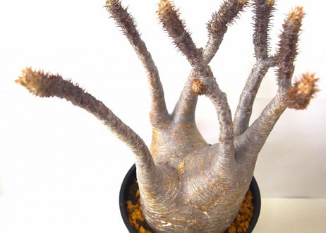 Pachypodium    パキポディウム　グラキリス   №2