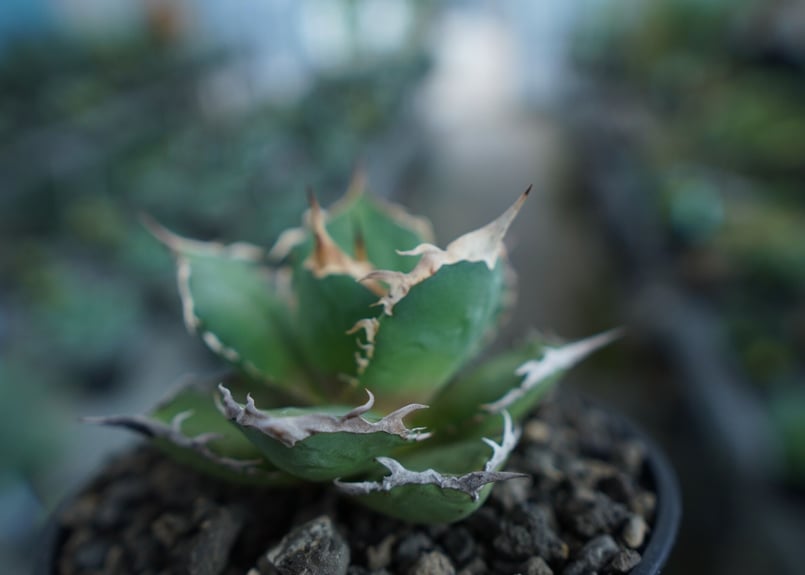 アガベ チタノタ FO-76 agave titanota FO-76 No.10 | m