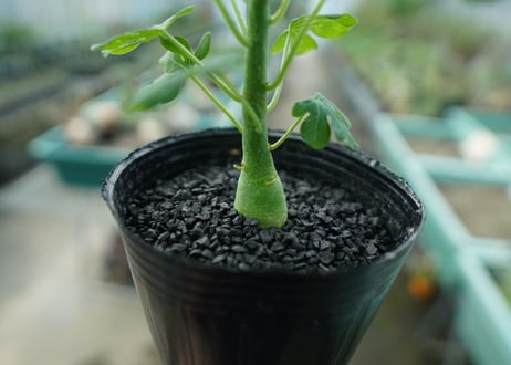 アデニア　グラウカ　Adenia glauca  No.2