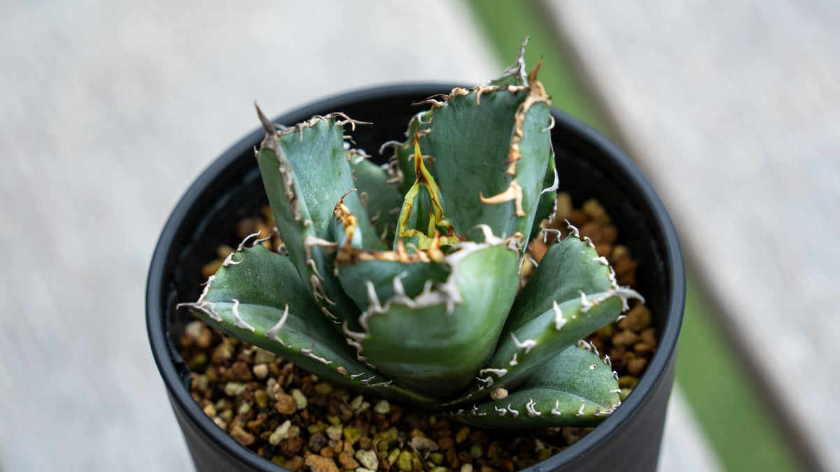 アガベ チタノタ 白鯨 NO.1 | mana's farm:塊根植物・アガベ