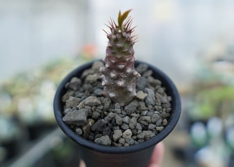 ユーフォリビア　パキポディオイデス　Euphorbia pachypodioides