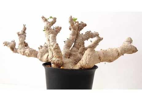 オトンナ クラビフォリア Othonna clavifolia 大株
