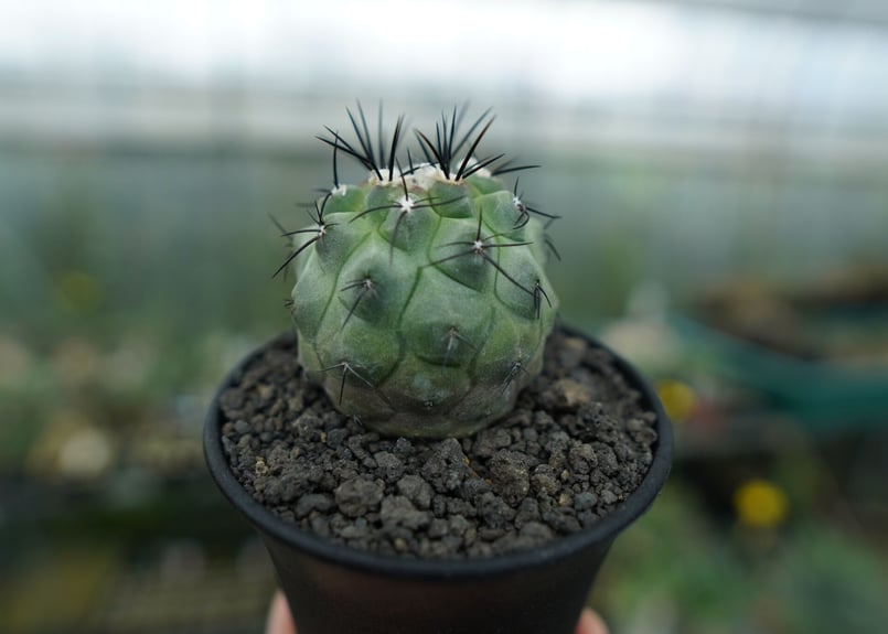コピアポア モンタナ ”妖鬼玉” Copiapoa montana | mana's far