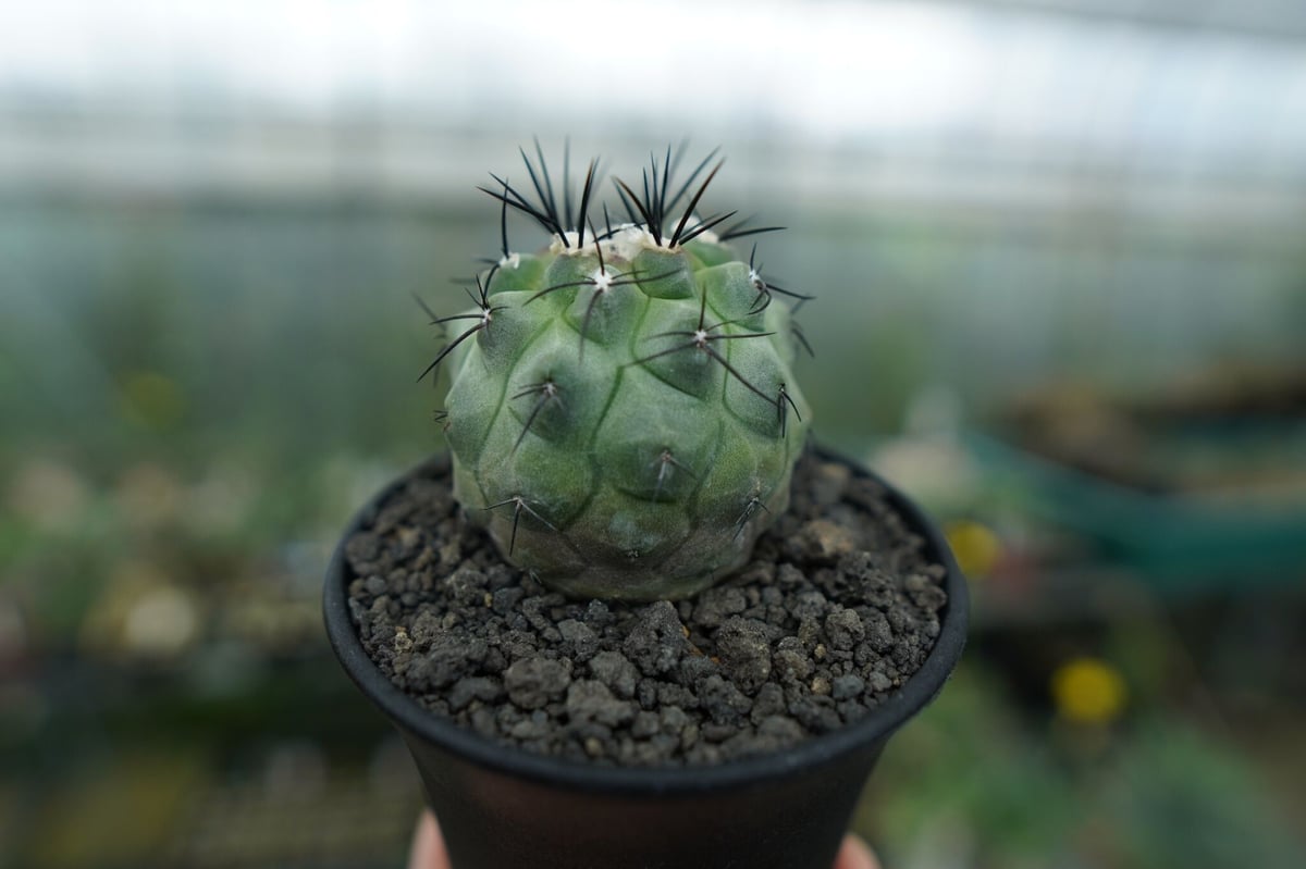 コピアポア モンタナ ”妖鬼玉” Copiapoa montana | mana's far