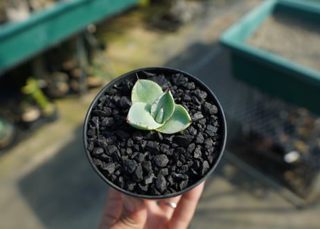 アガベ　パリー　トランカータ　Agave parryi var. truncata