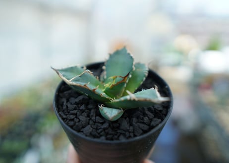 アガベ　チタノタ　FO-76　Agave titanota  FO-76　No.11