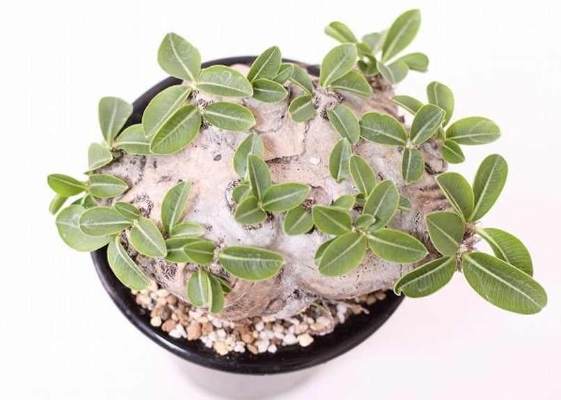 Pachypodium brevicaule パキポディウム ブレビカウレ 恵比寿笑い n